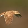 Skrivan polni - Alauda arvensis - Sky Lark 1667